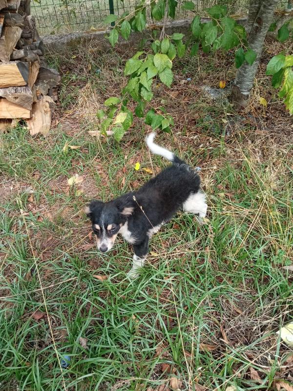 🐾💛“Pepsi, cucciolo dal cuore grande in cerca di una vita vera"💕🧑🏻‍🧑🏻‍🧒🏻 Foto 5